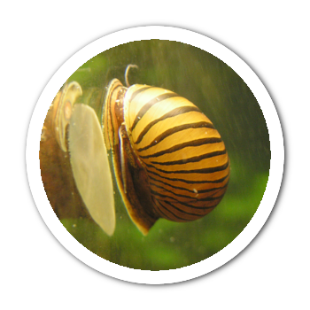 slimak neritina zebra proti riasam